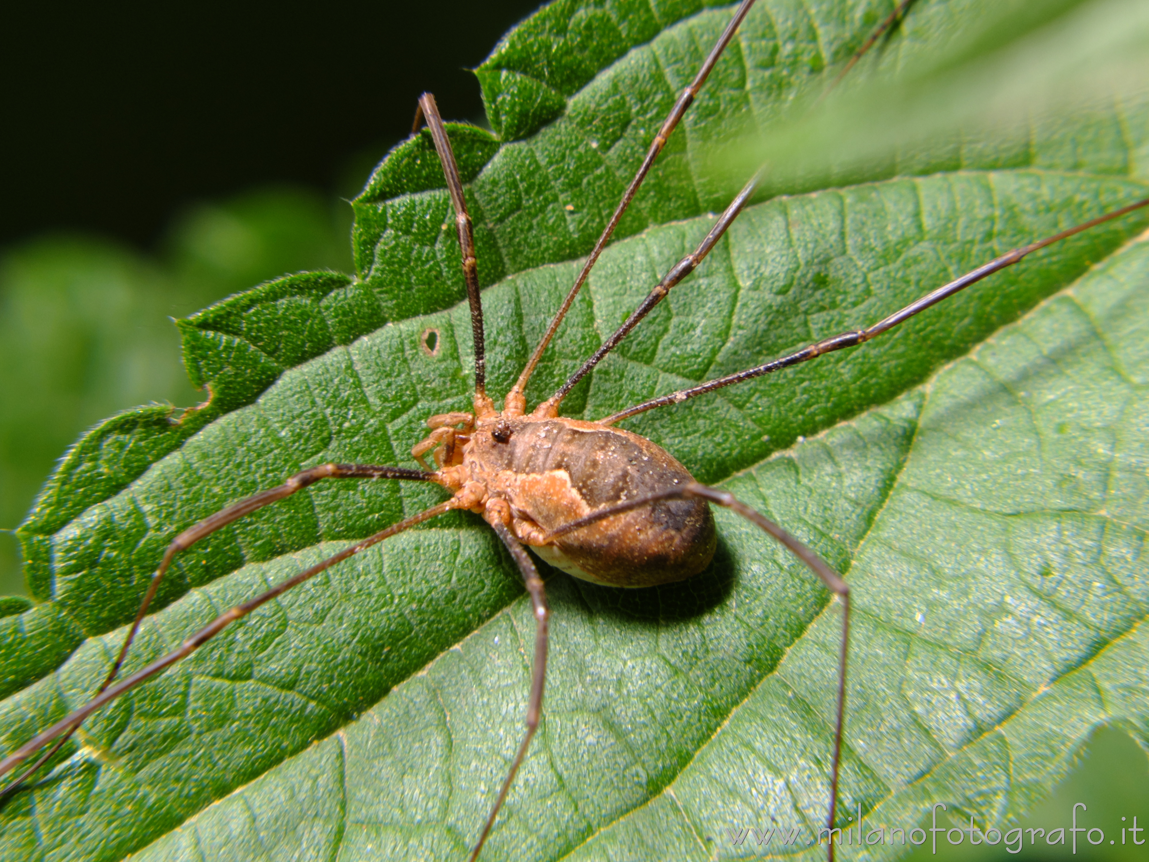 Cadrezzate (Varese, Italy) - Female Phalangium opilio close up